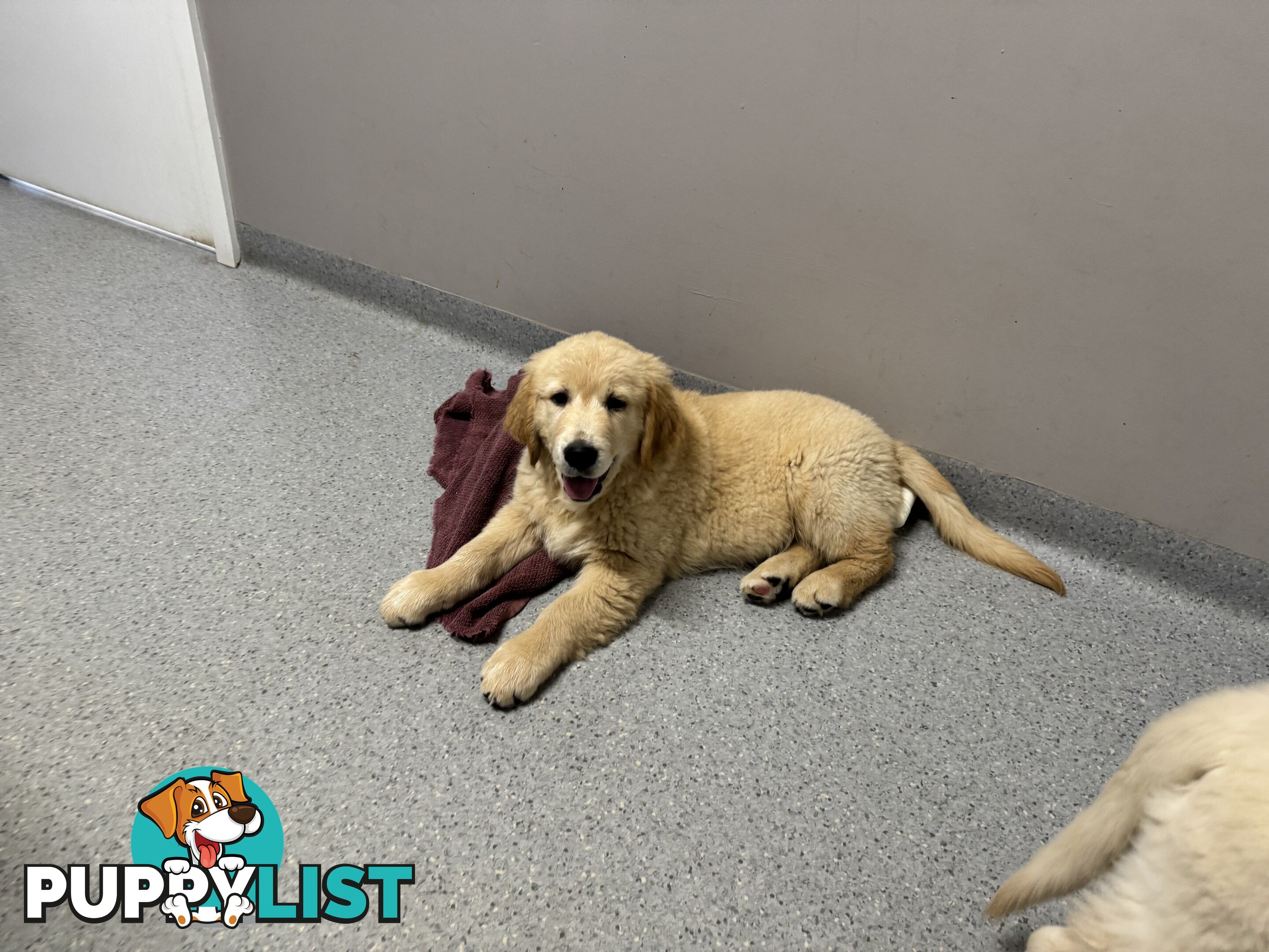 Golden Retriever Pure Bred Puppies