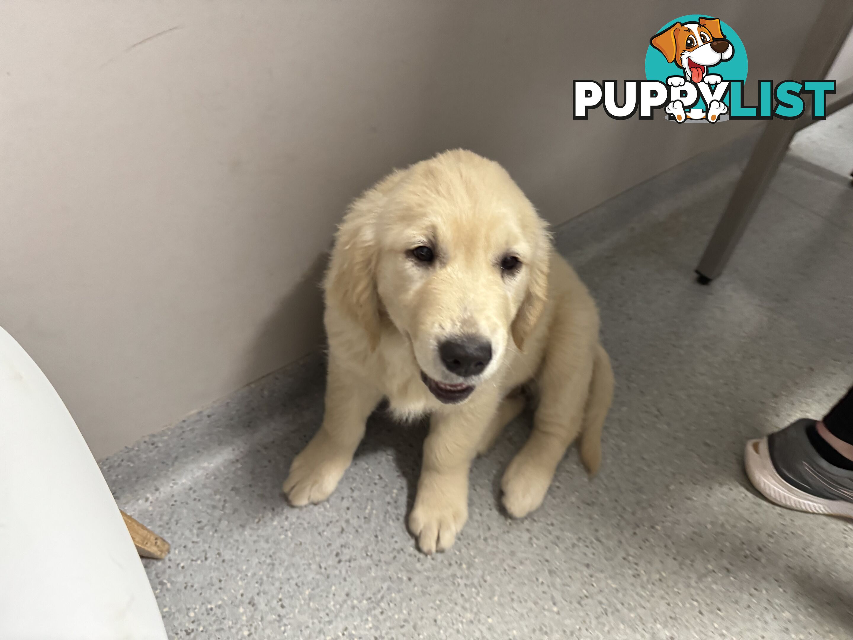 Golden Retriever Pure Bred Puppies