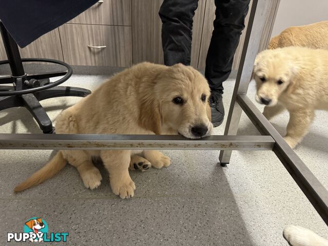 Golden Retriever Pure Bred Puppies