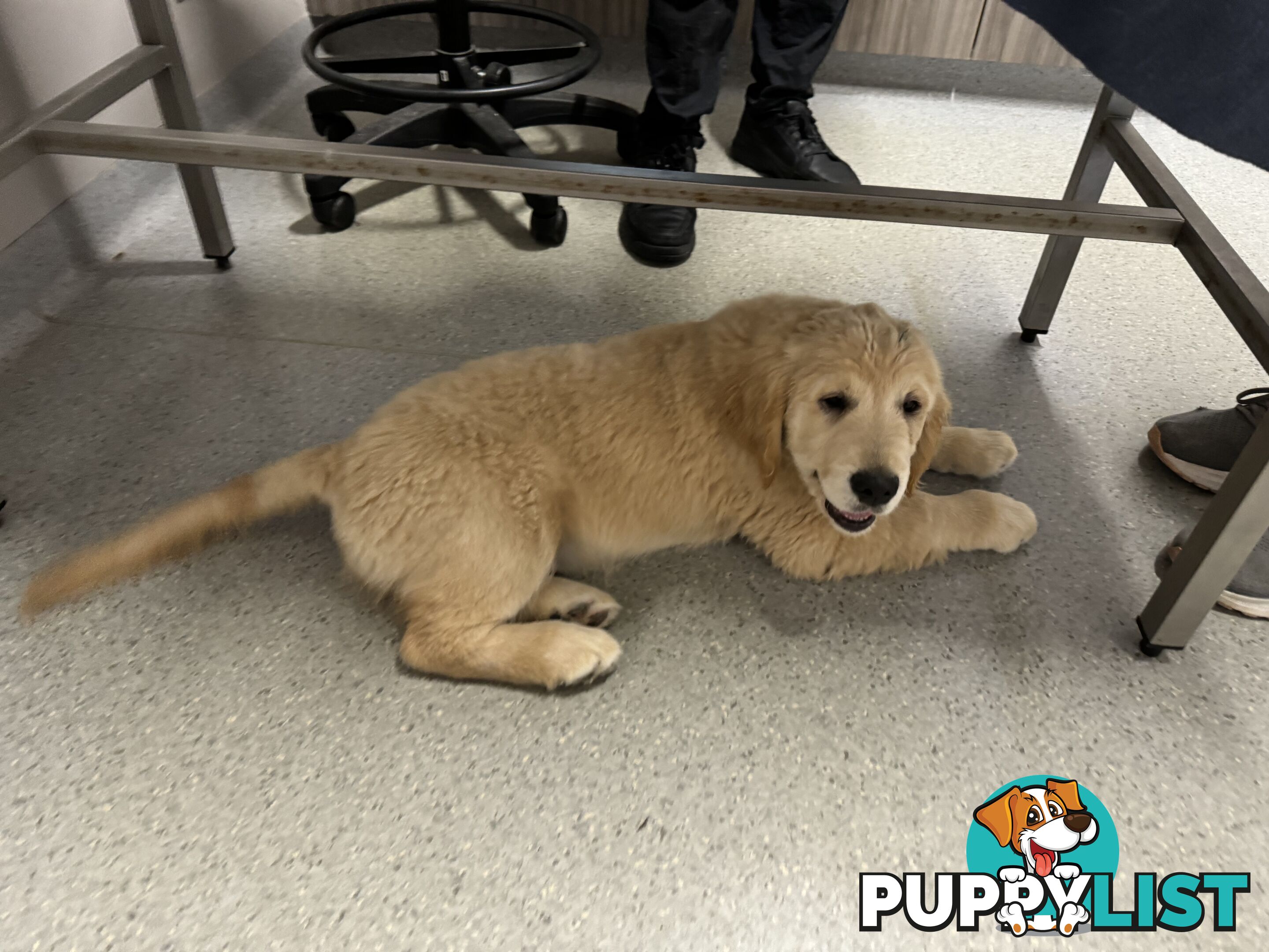 Golden Retriever Pure Bred Puppies