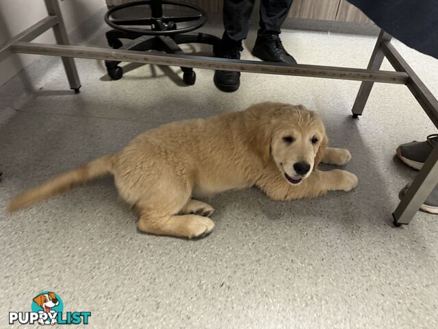 Golden Retriever Pure Bred Puppies