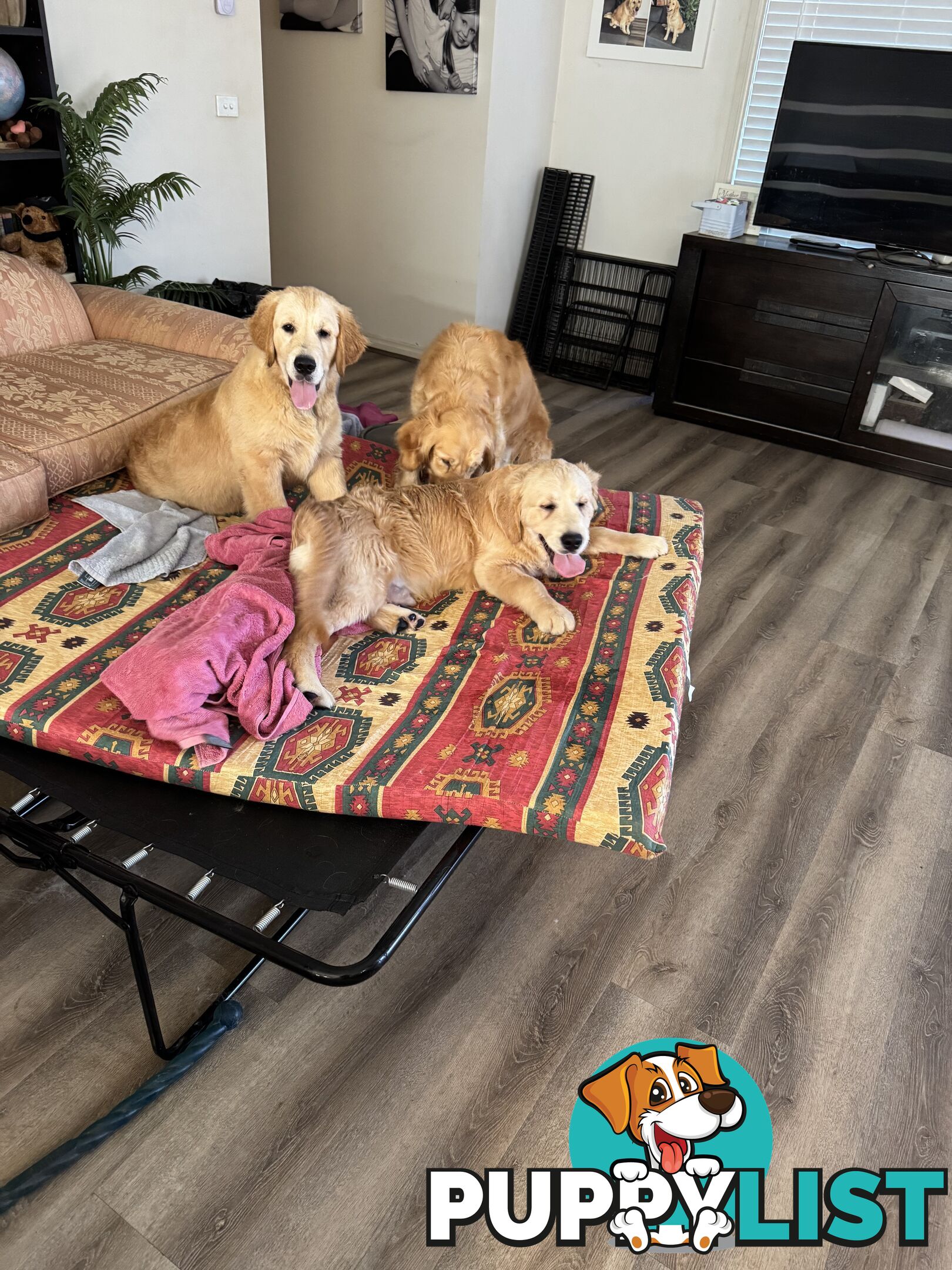 Golden Retriever Pure Bred Puppies