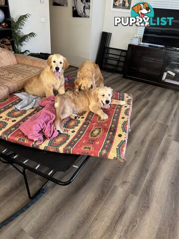 Golden Retriever Pure Bred Puppies