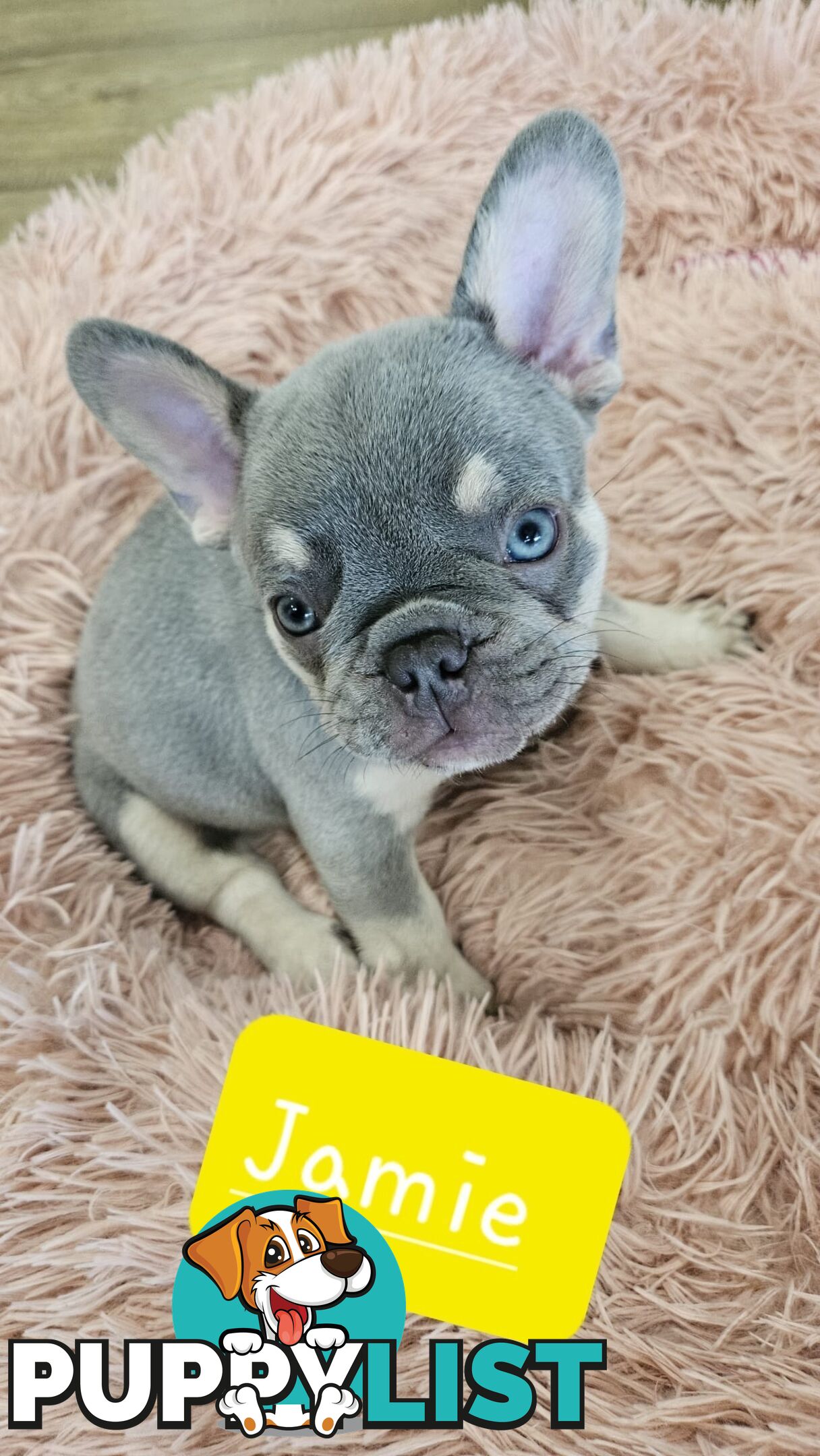 French Bulldog Puppies