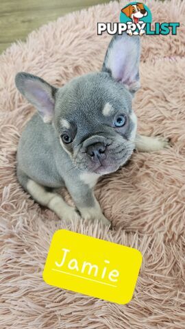 French Bulldog Puppies