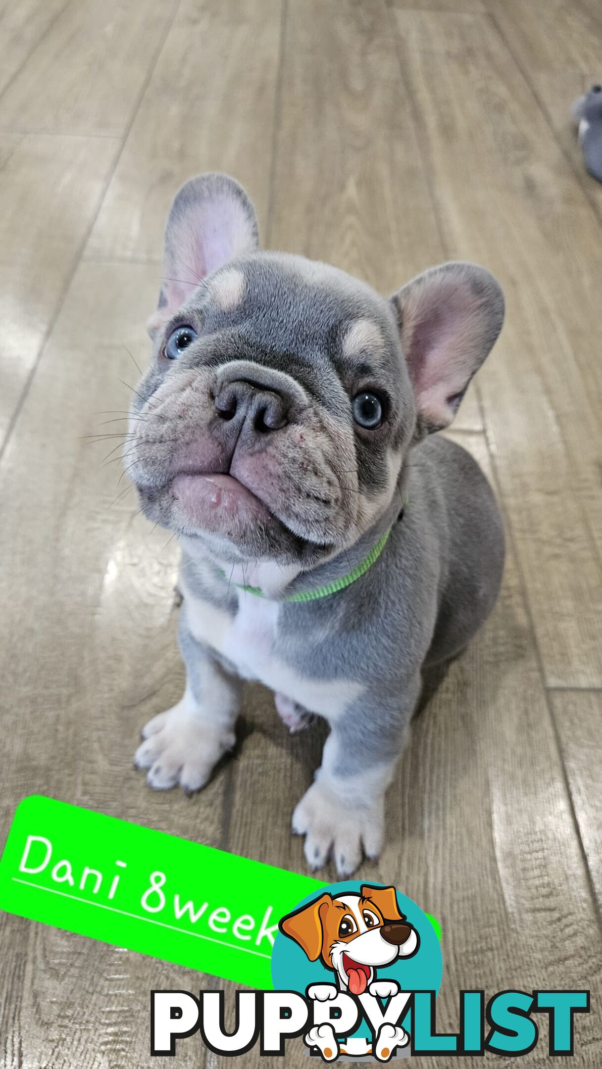 French Bulldog Puppies