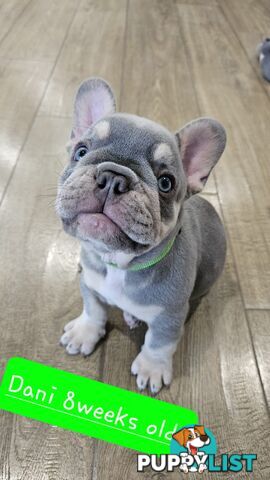 French Bulldog Puppies