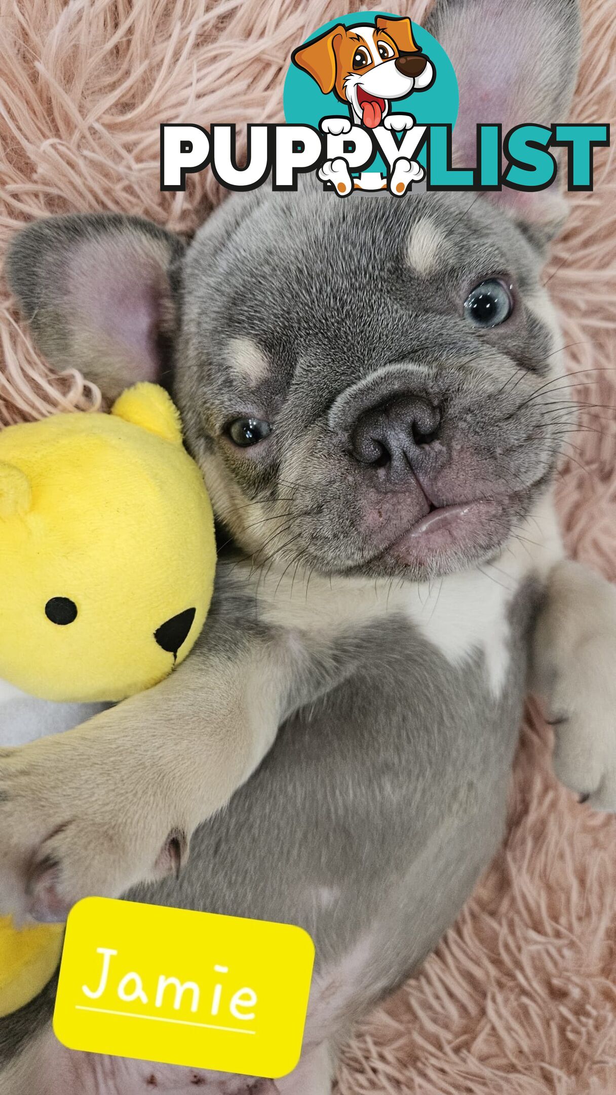 French Bulldog Puppies