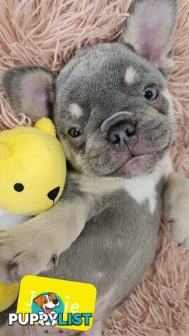 French Bulldog Puppies