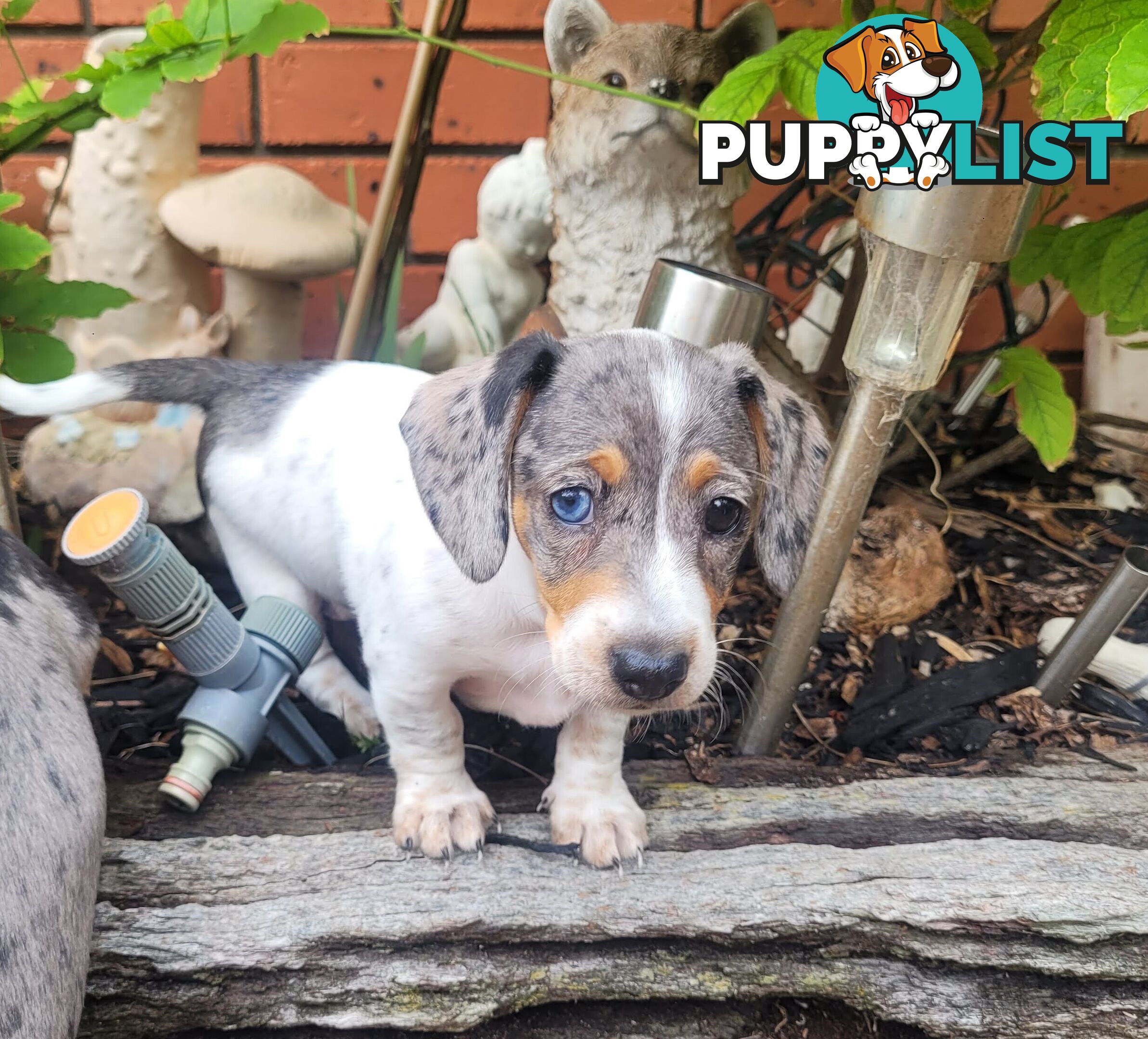 Mini Dachschund Puppy - 1 x female ready