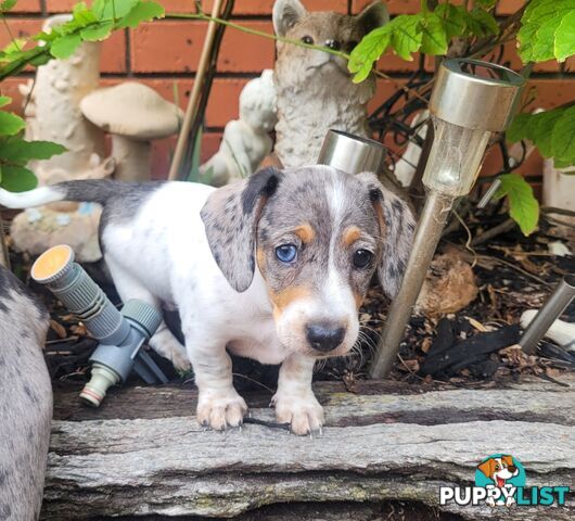 Mini Dachschund Puppy - 1 x female ready