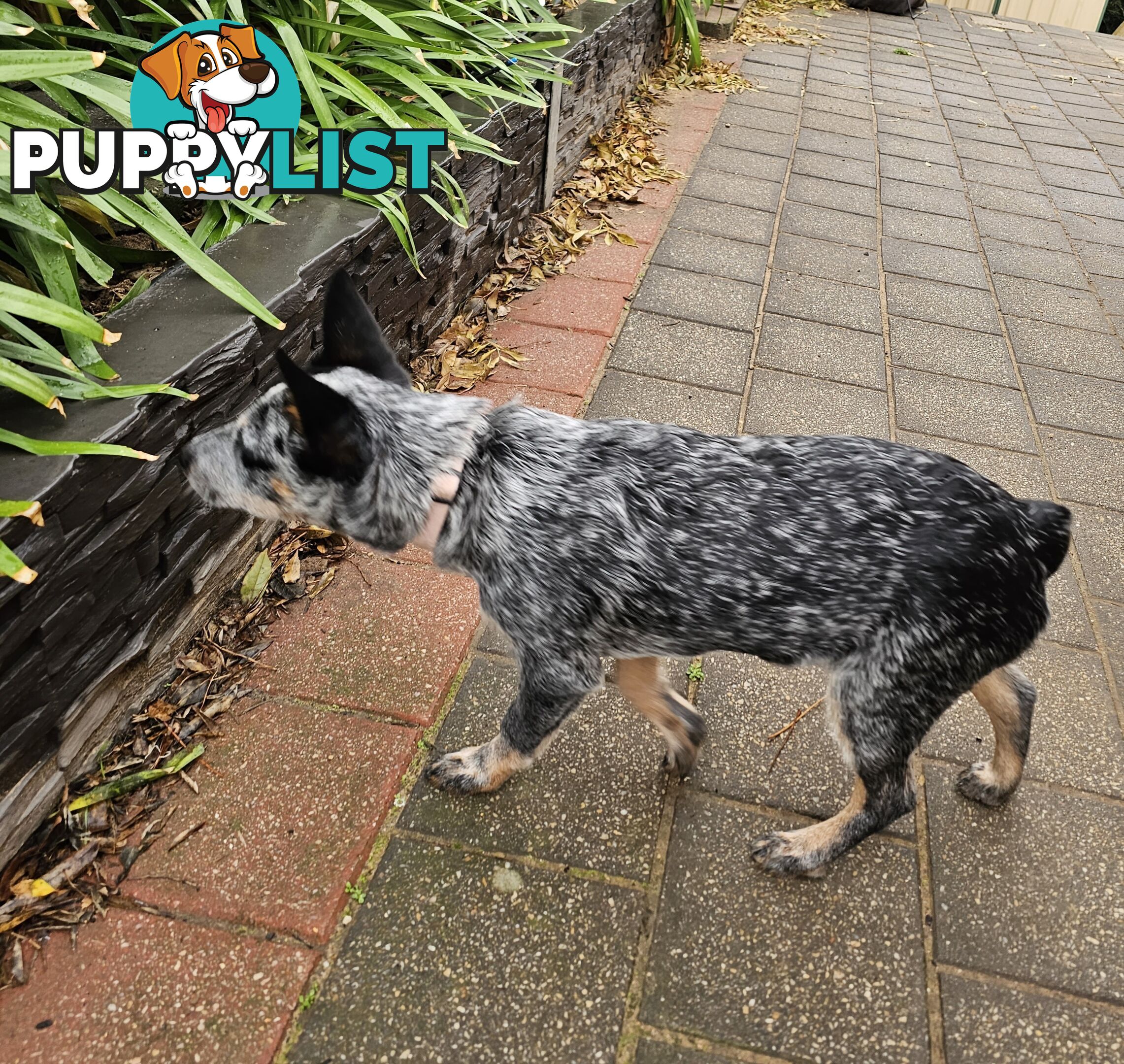 PURE BRED BLUE HEELER STUMPY TAIL FEMALE PUPPY