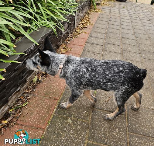 PURE BRED BLUE HEELER STUMPY TAIL FEMALE PUPPY