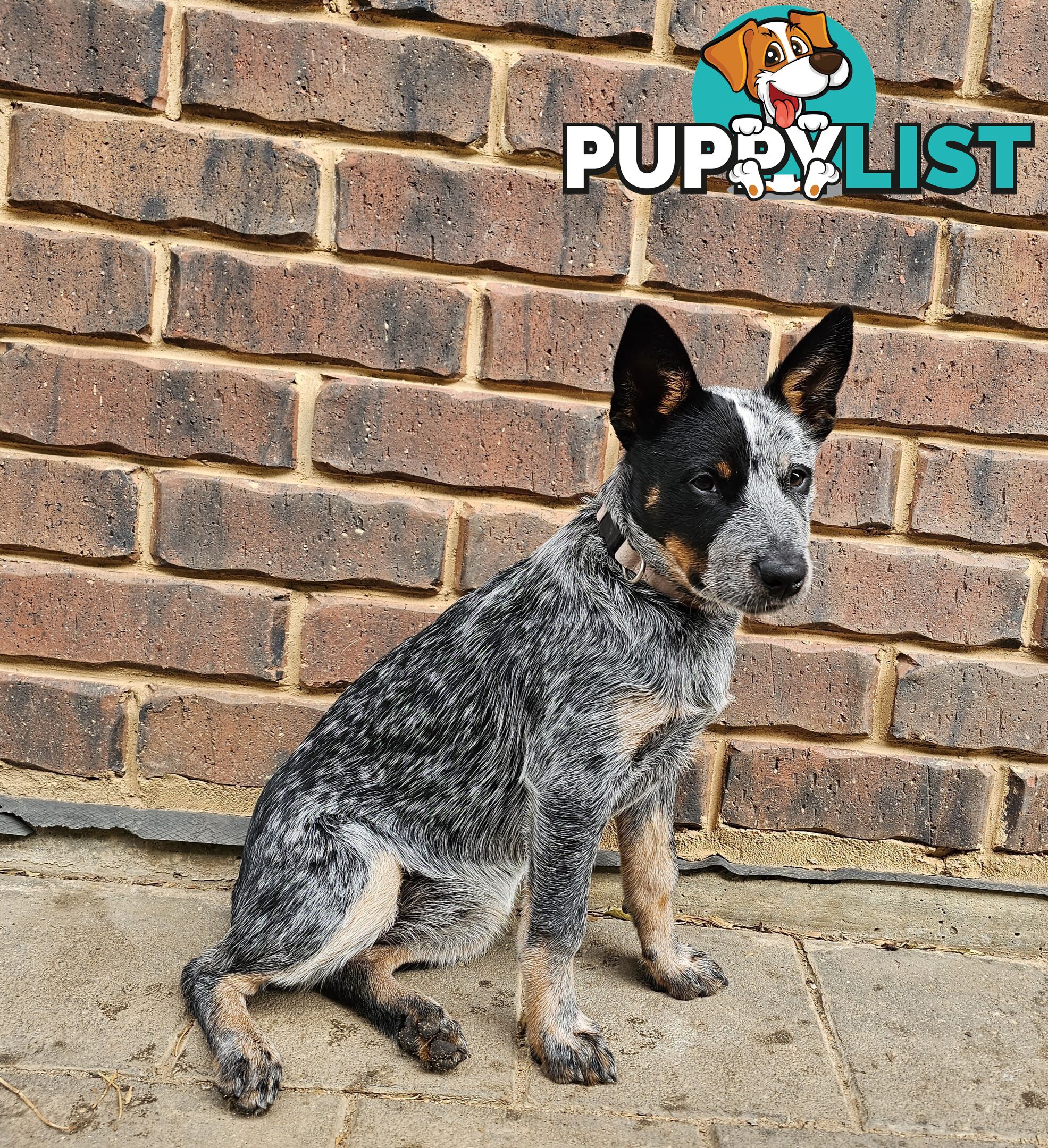 PURE BRED BLUE HEELER STUMPY TAIL FEMALE PUPPY