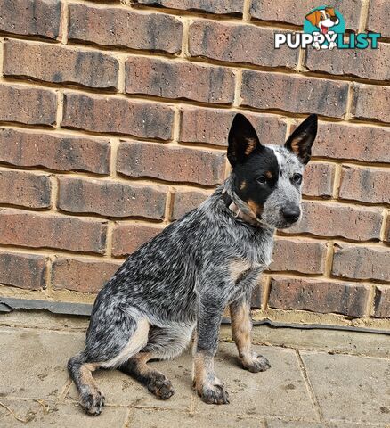 PURE BRED BLUE HEELER STUMPY TAIL FEMALE PUPPY