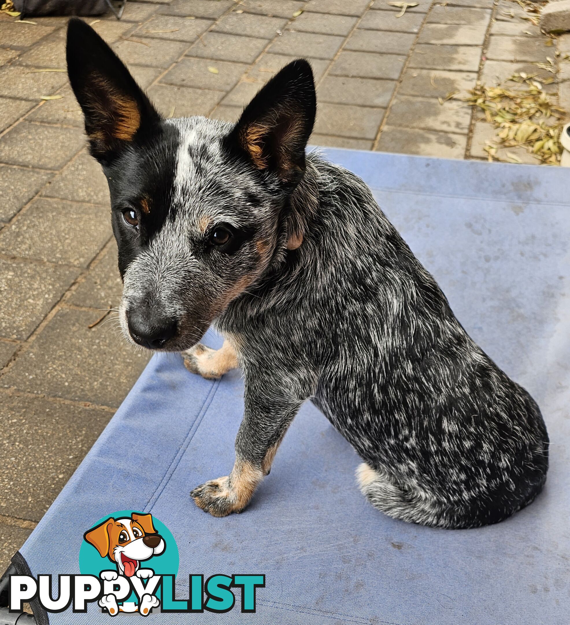 PURE BRED BLUE HEELER STUMPY TAIL FEMALE PUPPY