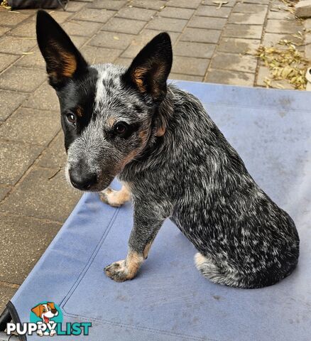 PURE BRED BLUE HEELER STUMPY TAIL FEMALE PUPPY
