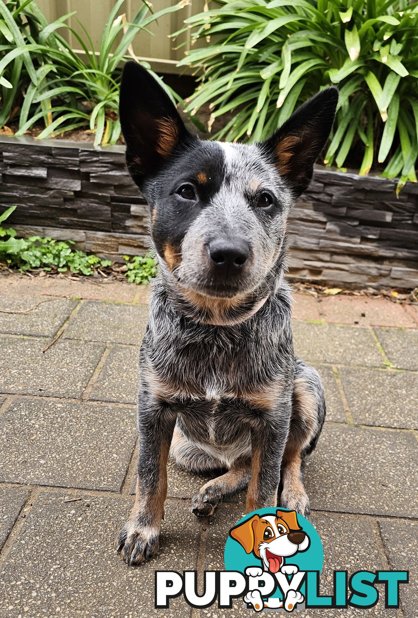 PURE BRED BLUE HEELER STUMPY TAIL FEMALE PUPPY