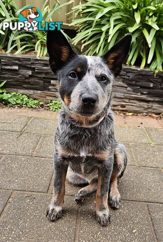 PURE BRED BLUE HEELER STUMPY TAIL FEMALE PUPPY