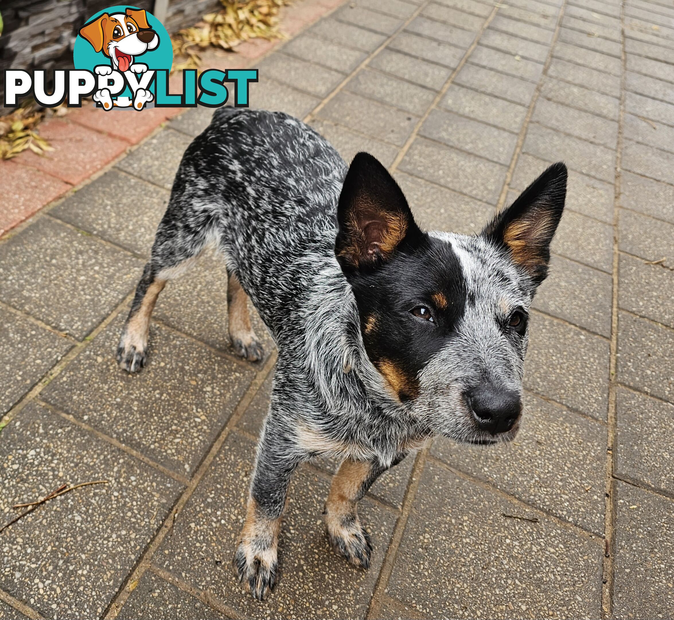 PURE BRED BLUE HEELER STUMPY TAIL FEMALE PUPPY