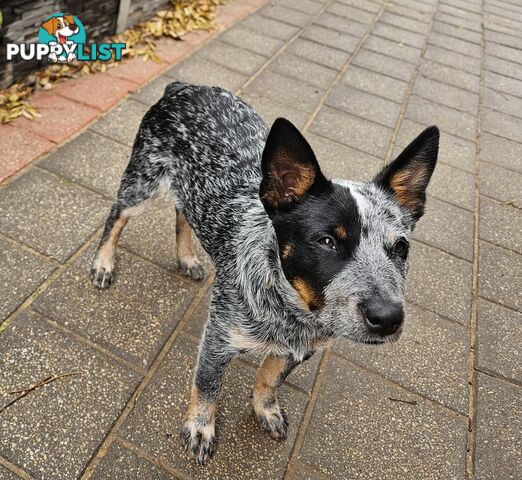 PURE BRED BLUE HEELER STUMPY TAIL FEMALE PUPPY