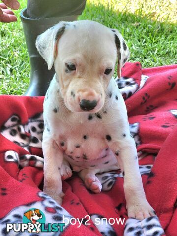 Pure-bred Dalmatian puppies born 16th Jan 25