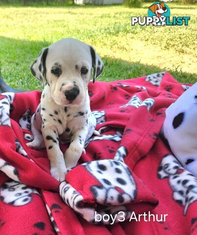 Pure-bred Dalmatian puppies born 16th Jan 25