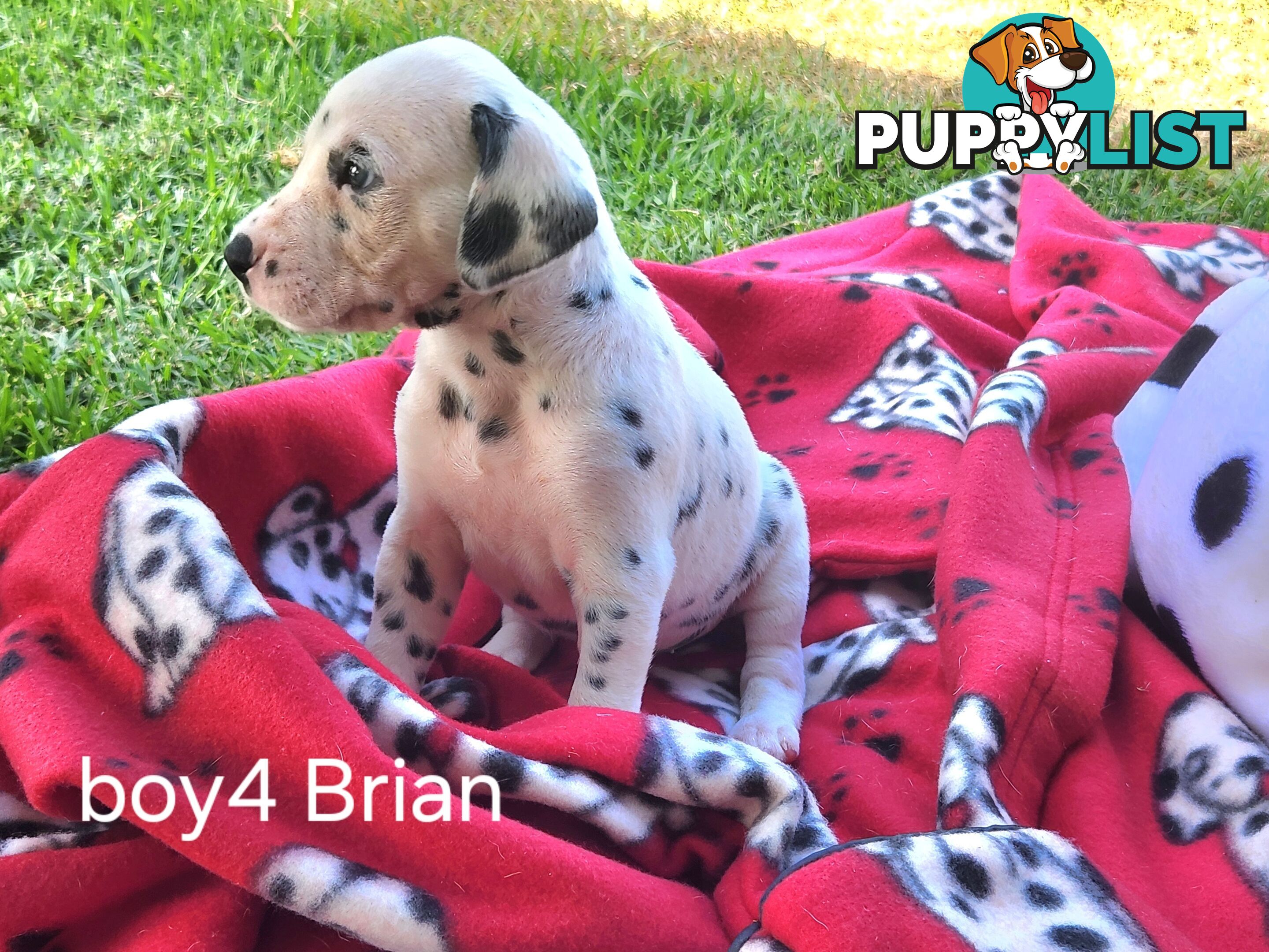 Pure-bred Dalmatian puppies born 16th Jan 25