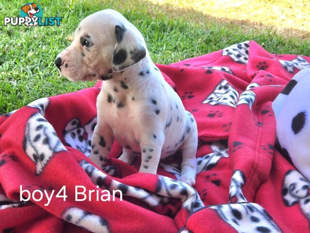 Pure-bred Dalmatian puppies born 16th Jan 25