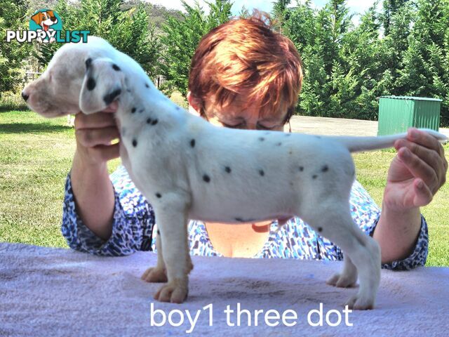 Pure-bred Dalmatian puppies born 16th Jan 25