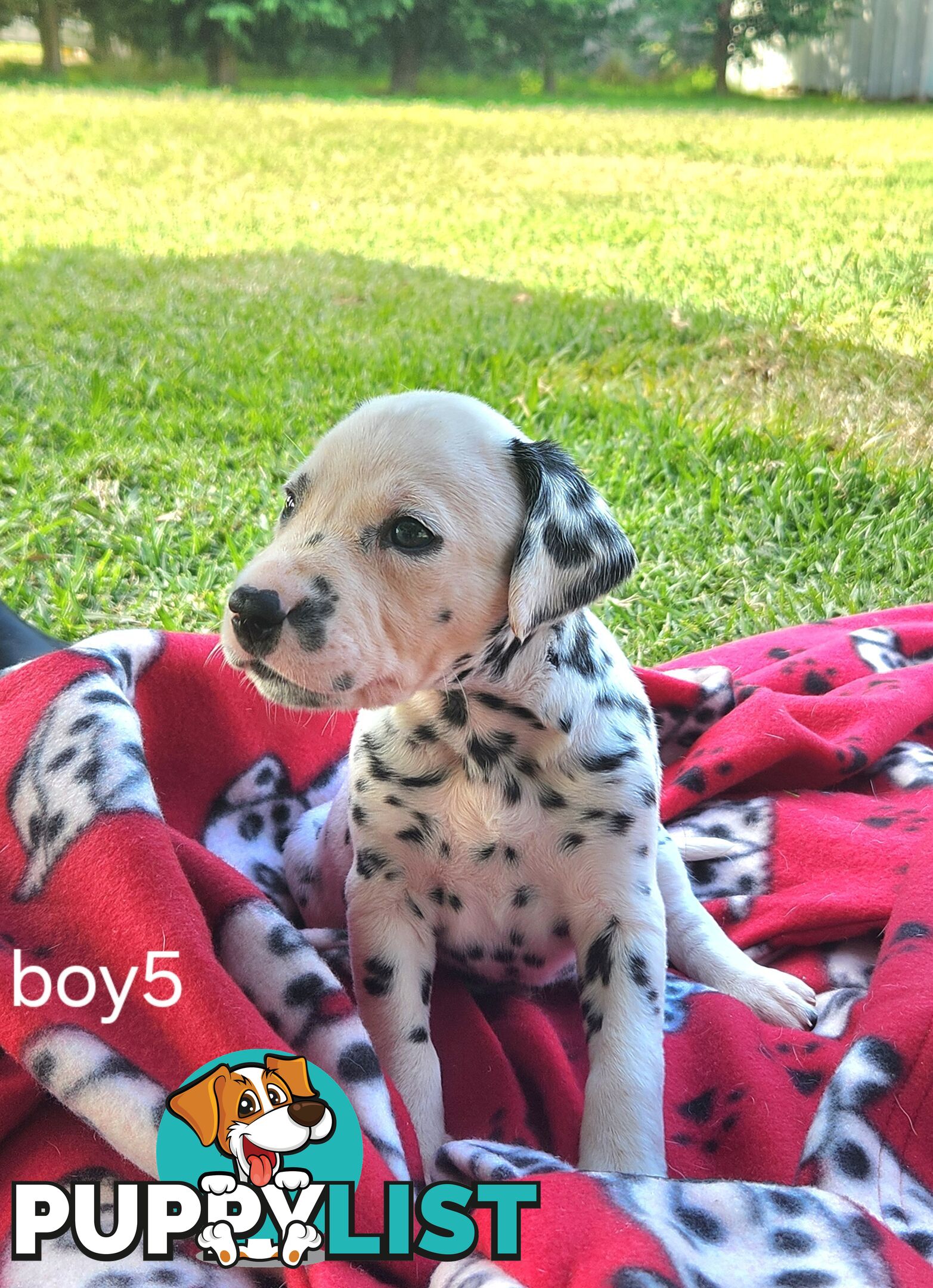 Pure-bred Dalmatian puppies born 16th Jan 25