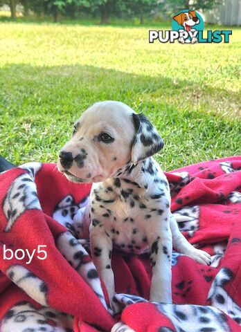 Pure-bred Dalmatian puppies born 16th Jan 25