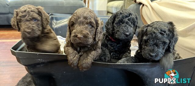 Labradoodle girl puppies for Sale