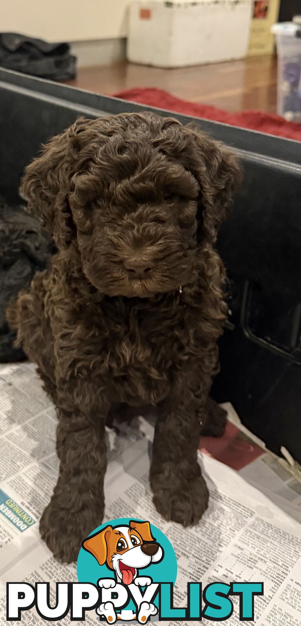 Labradoodle girl puppies for Sale