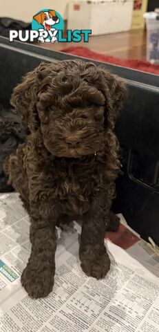 Labradoodle girl puppies for Sale