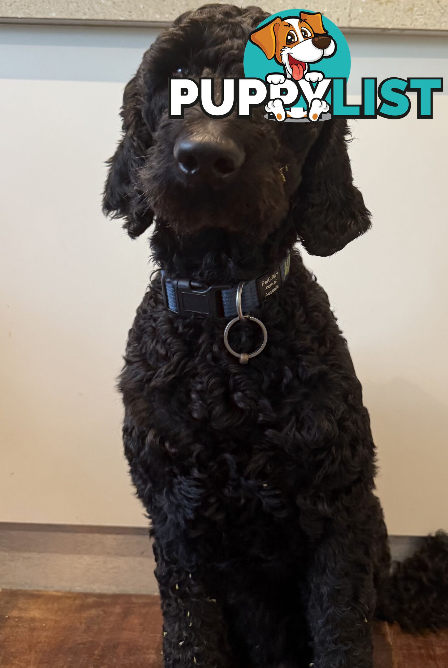 Labradoodle girl puppies for Sale