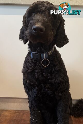 Labradoodle girl puppies for Sale