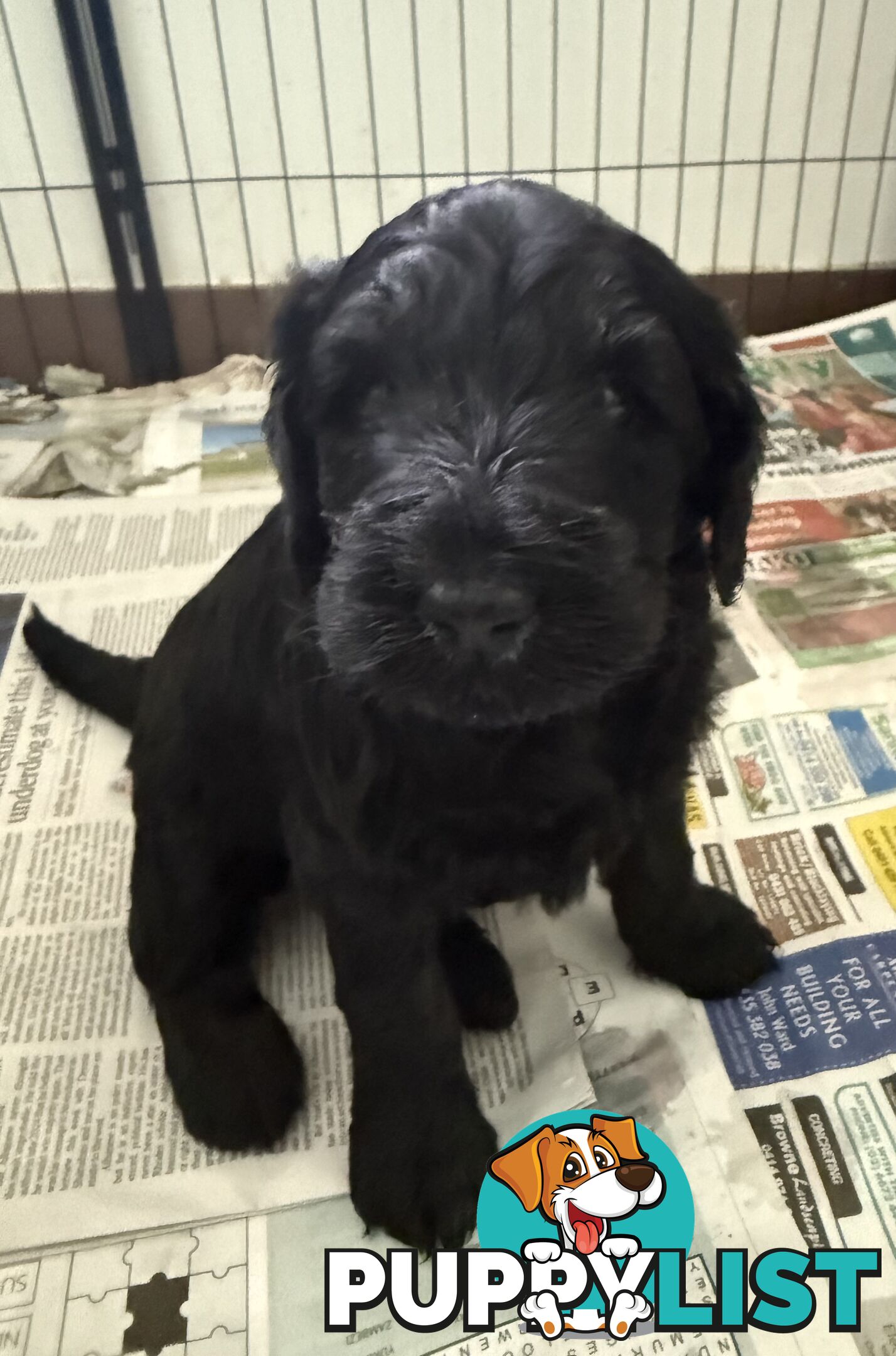 Labradoodle girl puppies for Sale