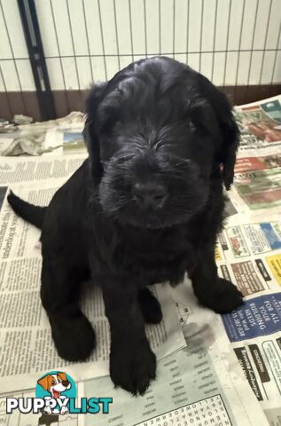 Labradoodle girl puppies for Sale