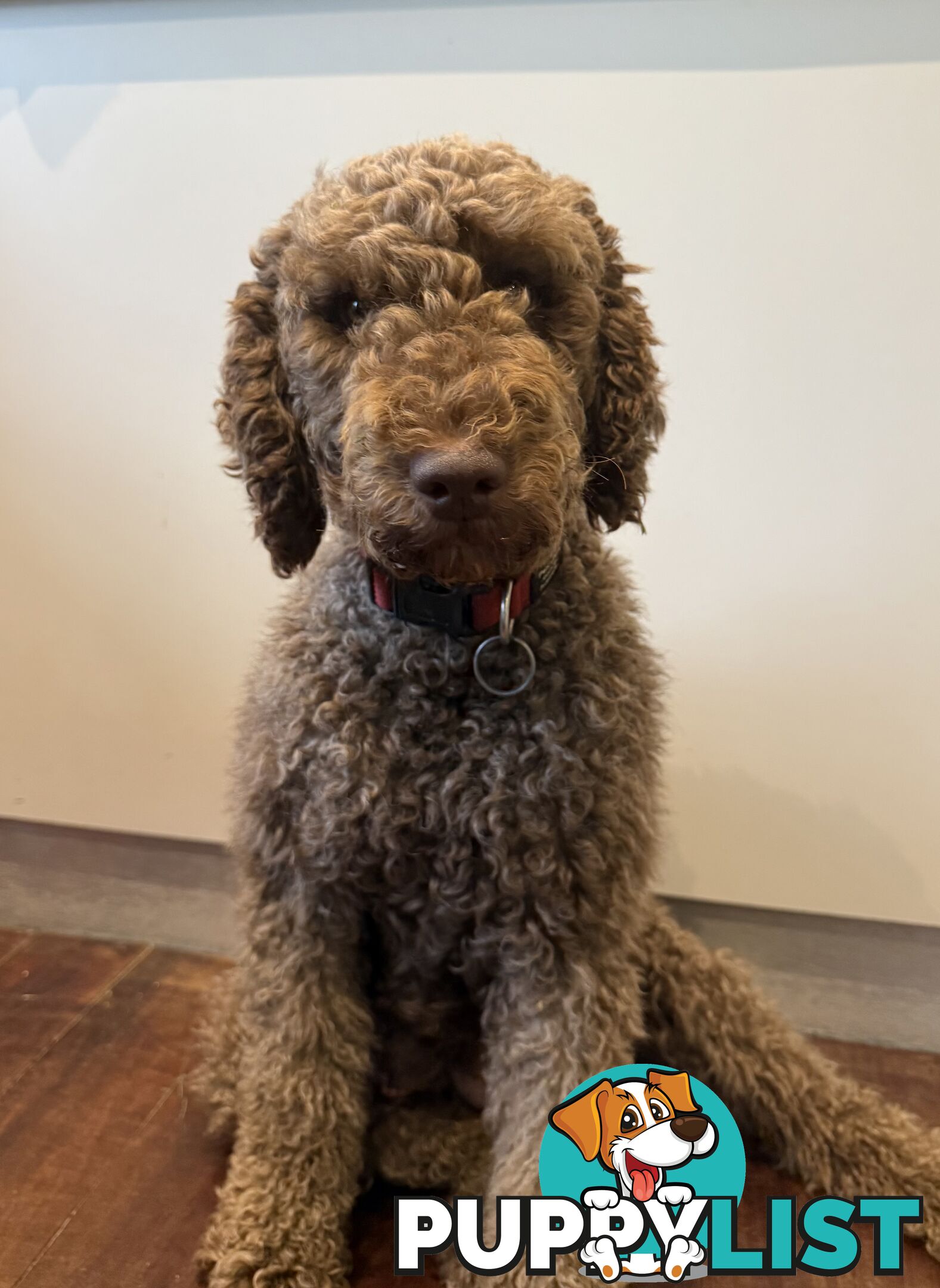 Labradoodle girl puppies for Sale