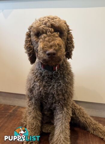 Labradoodle girl puppies for Sale