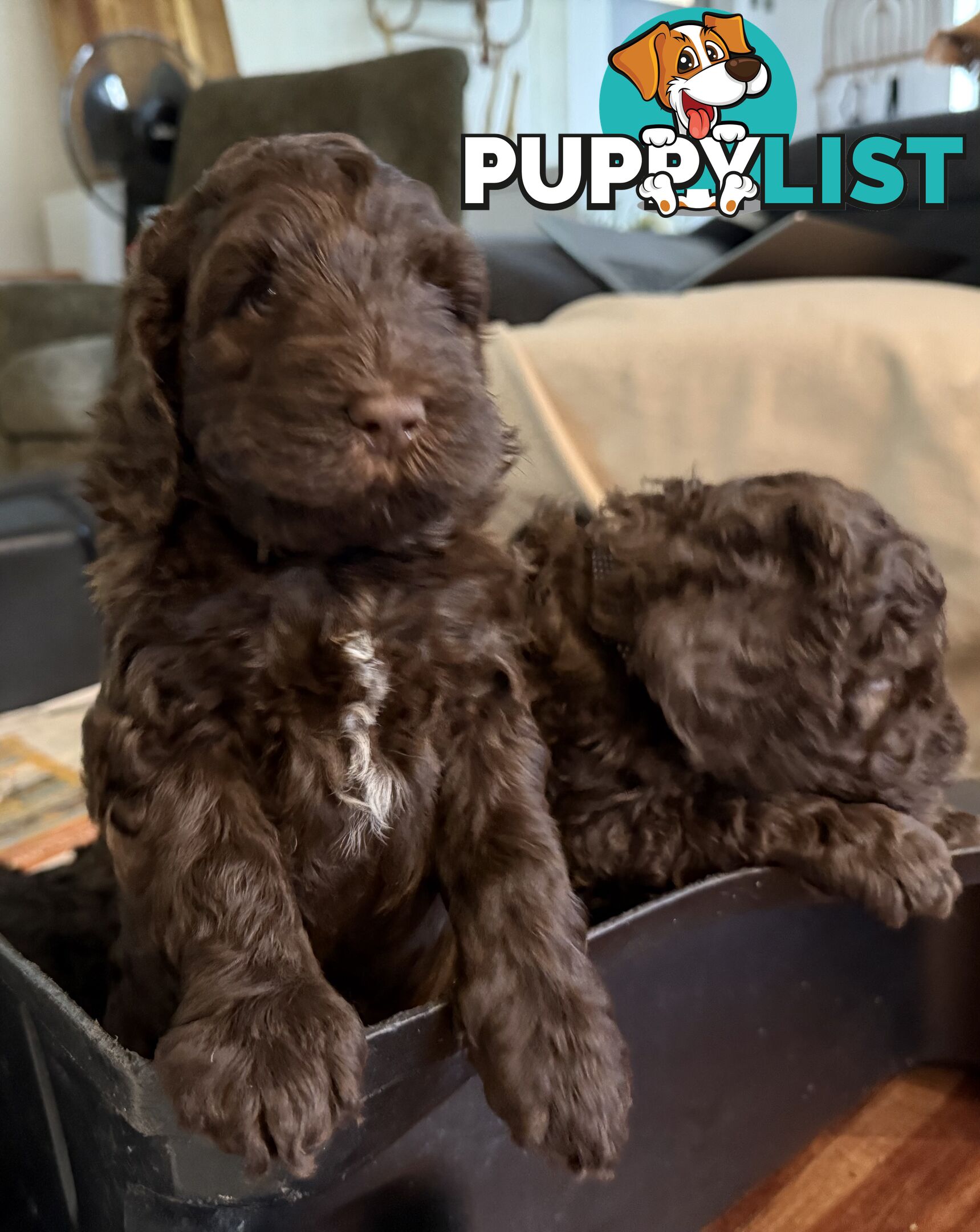 Labradoodle girl puppies for Sale