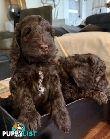 Labradoodle girl puppies for Sale