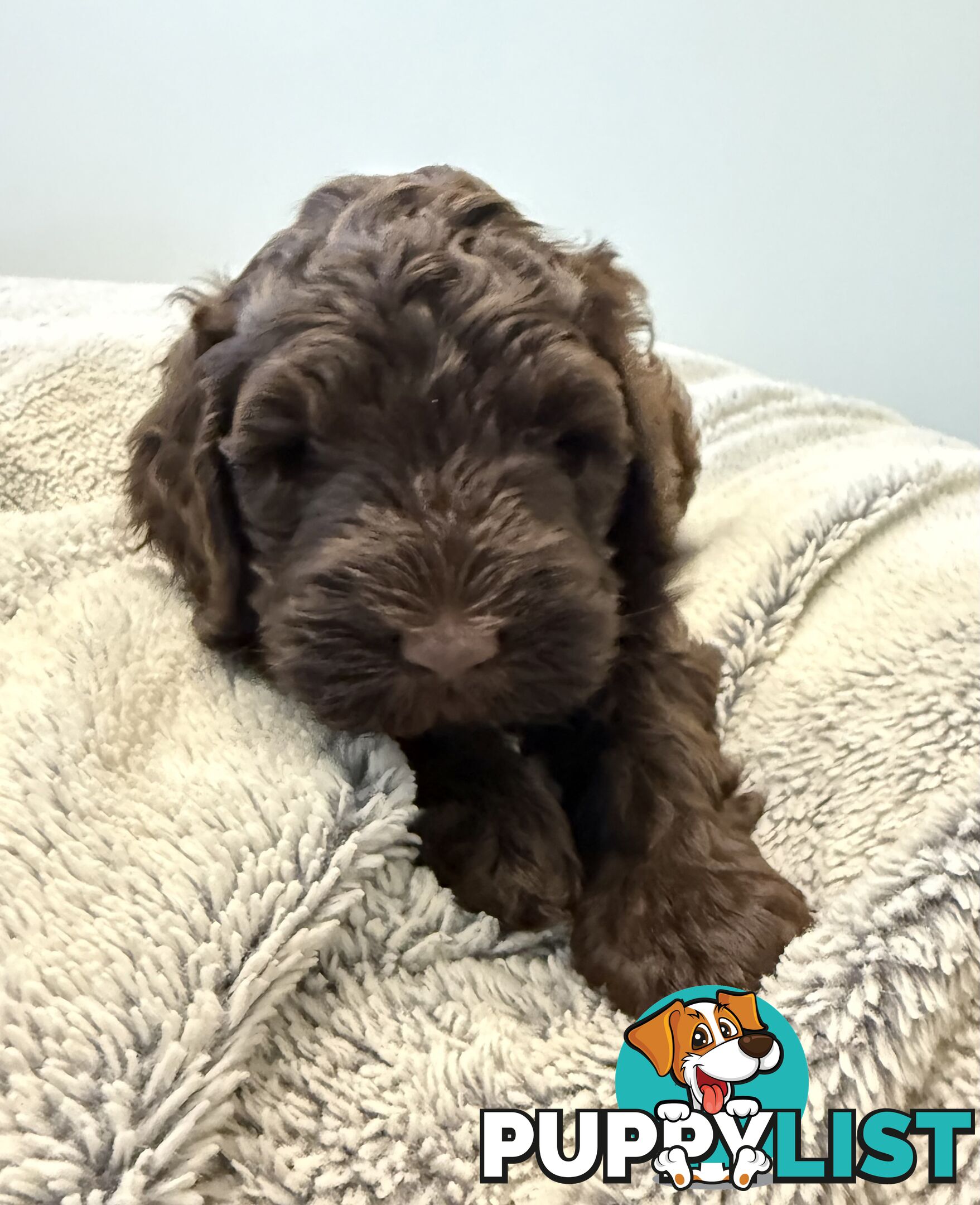 Labradoodle girl puppies for Sale