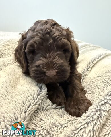 Labradoodle girl puppies for Sale