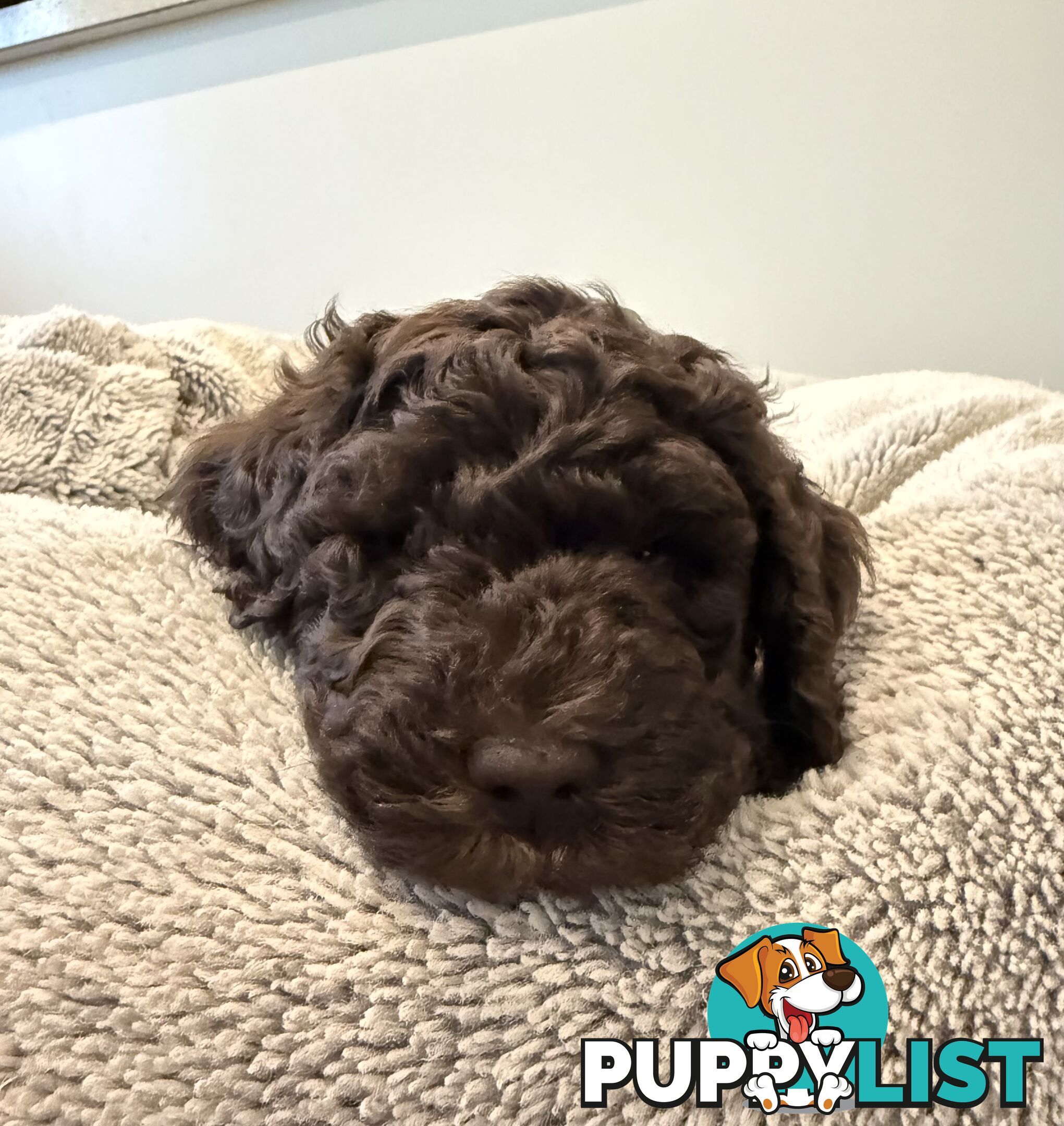 Labradoodle girl puppies for Sale