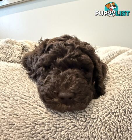Labradoodle girl puppies for Sale