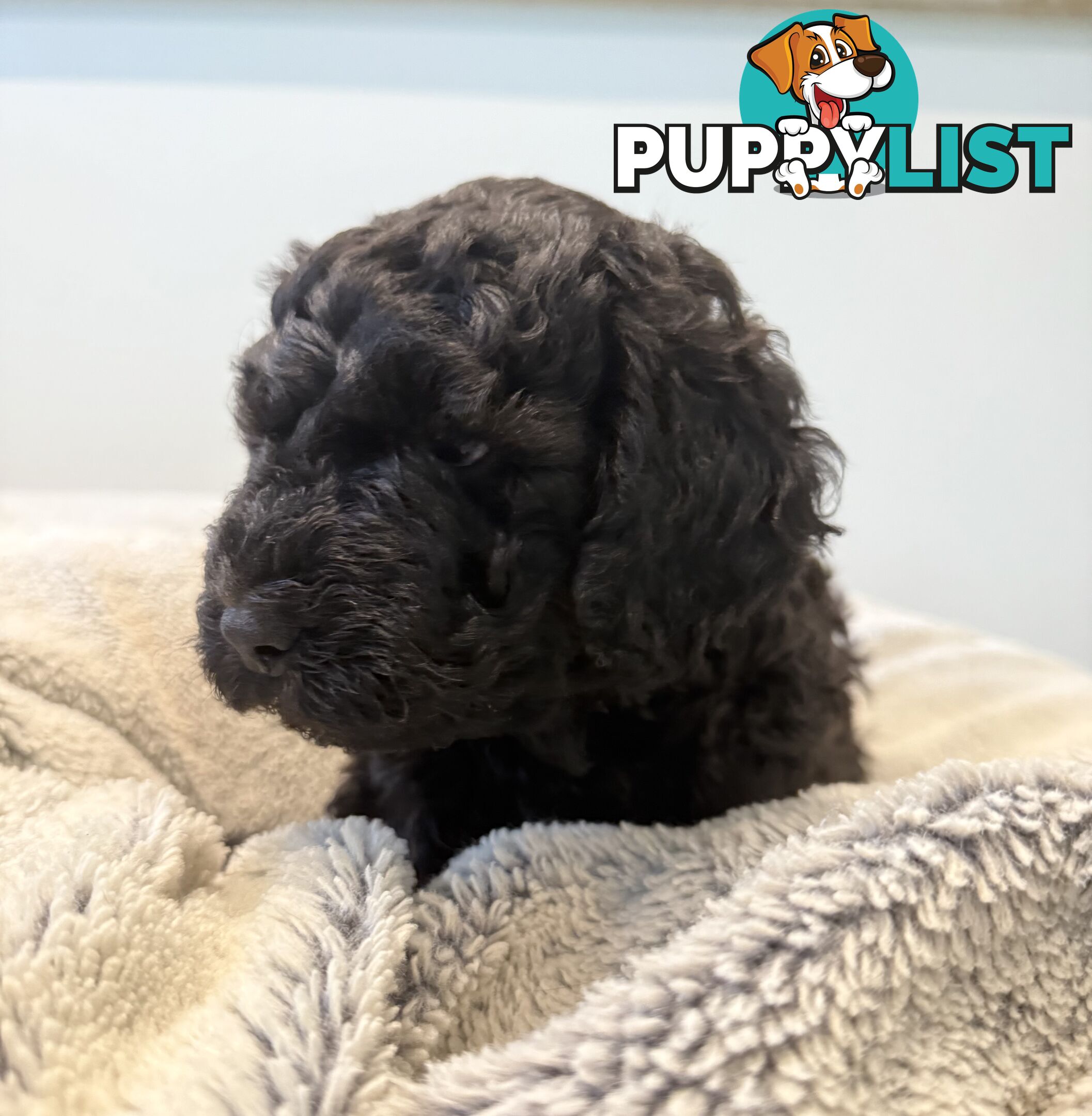 Labradoodle girl puppies for Sale