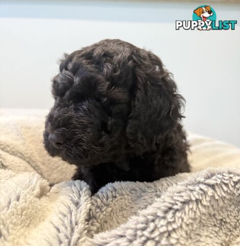 Labradoodle girl puppies for Sale