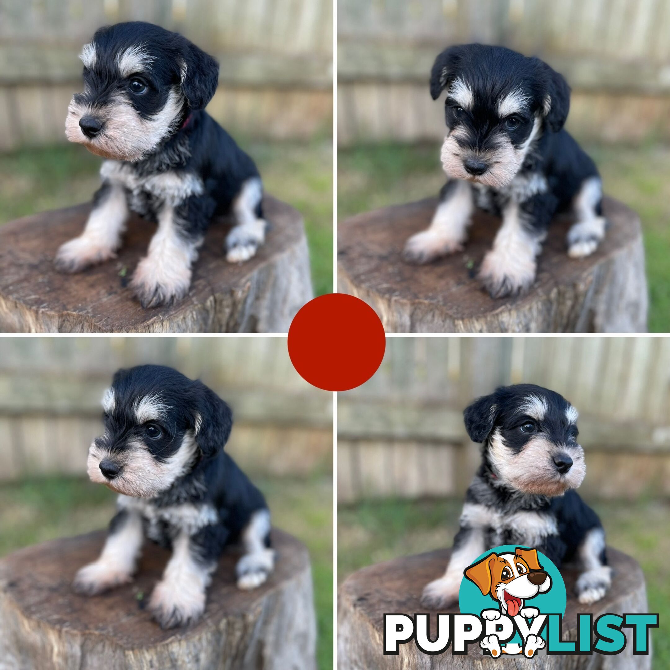 Purebred Miniature Schnauzers & Purebred Shih Tzu’s